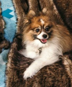 Moonstone Faux Wolf Fur Blanket With Button Straps And Storage Pocket, 54 Inches X 64 Inches HOME GOODS 18 Moonstone Faux Wolf Fur Blanket With Button Straps And Storage Pocket, 54 Inches X 64 Inches HOME GOODS